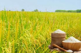 Giá lúa gạo hôm nay ngày 13/1/2026: Lúa tươi có xu hướng tăng