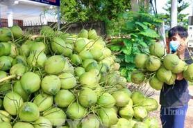 Dừa Vĩnh Long: Khẳng định vị thế 'thủ phủ' và tầm nhìn xuất khẩu tỷ USD
