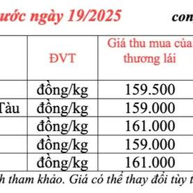 Giá tiêu hôm nay 19/3/2025 trong nước duy trì đà tăng