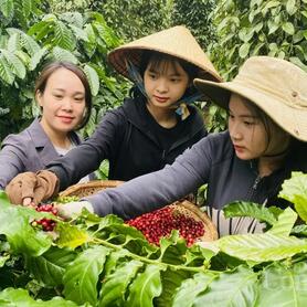 Giá cà phê hôm nay 19/3/2025 trong nước tiếp tục 'neo' cao