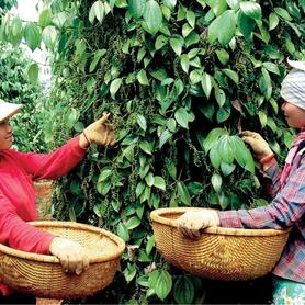 Giá tiêu tăng 2.000 đồng/kg ngay trong vụ thu hoạch