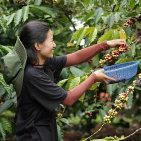 Giá cà phê hôm nay 22/4/2025, xu hướng thị trường đi ngang