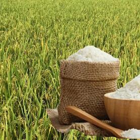 Giá lúa gạo hôm nay ngày 9/6: Gạo ổn định, lúa chững giá