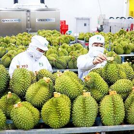 Xuất khẩu rau quả 2025, dự kiến khó về đích