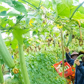 Có một HTX giúp nông dân Cà Mau làm giàu chỉ từ những thứ quả quen thuộc