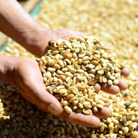 Giá cà phê hôm nay 8/8/2025: Thị trường nội địa quay đầu giảm nhẹ