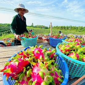 Xuất khẩu chính ngạch là con đường tất yếu cho nông sản Việt