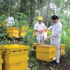 Điều chỉnh quy định hạn ngạch thuế quan mật ong xuất khẩu sang Nhật Bản
