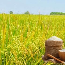 Giá lúa gạo hôm nay ngày 3/11: Gạo xuất khẩu giảm, lúa chững giá