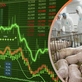 ‘Ngôi sao hy vọng’ cho cổ phiếu chăn nuôi