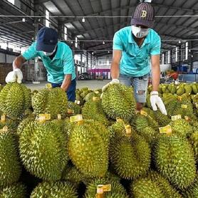 Xuất khẩu rau quả lập kỷ lục, ước cả năm đạt 8,5 tỷ USD