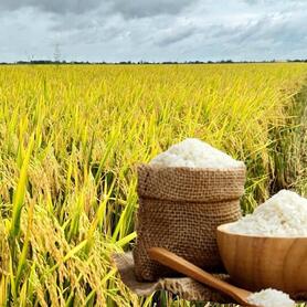 Giá lúa gạo hôm nay ngày 6/2/2026: Cận Tết thị trường giao dịch chậm