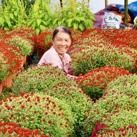Vĩnh Long: Thị trường hoa kiểng cao điểm, nguồn cung sẵn sàng dịp Tết