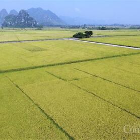 Xuất khẩu gạo đầu năm 2026: Tăng trưởng giữa vòng xoáy cạnh tranh
