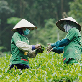 Xuất khẩu chè tăng gần 30%: Cơ hội tái định vị thương hiệu chè Việt