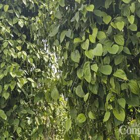 Giá tiêu hôm nay 25/2/2026: Giảm nhiều nơi