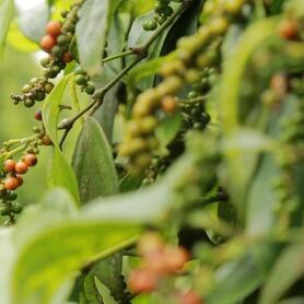 Giá tiêu hôm nay 26/2/2026: Tiếp tục giảm mạnh