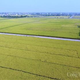 Xuất khẩu gạo chịu sức ép trong ngắn hạn