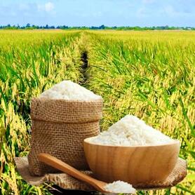 Giá lúa gạo hôm nay ngày 3/3/2026: Gạo Đài Thơm 8 tăng