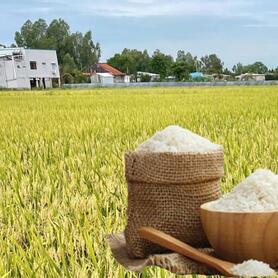 Giá lúa gạo hôm nay ngày 4/3/2026: Gạo xuất khẩu biến động nhẹ