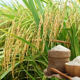 Giá lúa gạo hôm nay ngày 6/3/2026: Gạo xuất khẩu giảm nhẹ