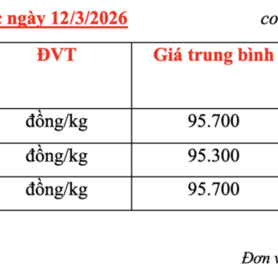 Giá cà phê hôm nay 12/3/2026: Thị trường trong nước giảm nhẹ