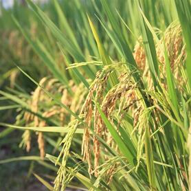 Gạo thơm Việt Nam tiếp tục mở rộng hiện diện tại thị trường EU