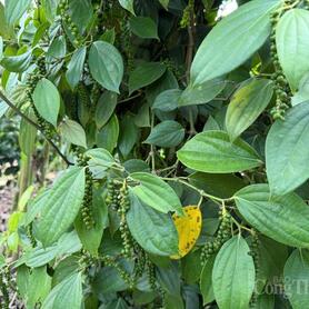 Giá tiêu hôm nay 18/3/2026: Cao nhất đạt 143.000 đồng/kg