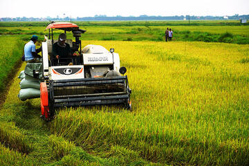 Khẩn trương thu hoạch lúa đông-xuân