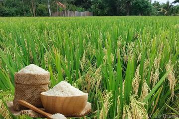 Giá lúa gạo hôm nay ngày 10/6: Gạo nguyên liệu giảm