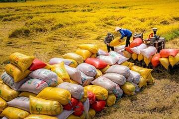 Giá gạo Việt vẫn giữ phong độ doanh nghiệp lạc quan kế hoạch xuất khẩu