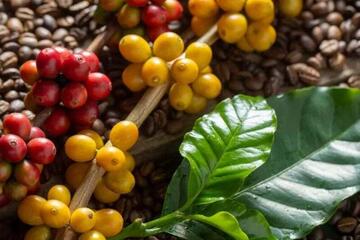 Ảnh hưởng của thời tiết khiến giá cà phê thế giới đồng loạt tăng