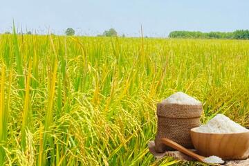 Giá lúa gạo hôm nay ngày 3/11: Gạo xuất khẩu giảm, lúa chững giá