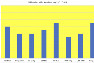 Giá heo hơi hôm nay 29/12/2025: Giảm rải rác tại miền Bắc và miền Nam