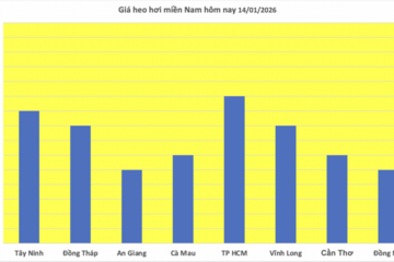 Giá heo hơi hôm nay 14/1/2026: Miền Bắc lập đỉnh mới 76.000 đồng/kg