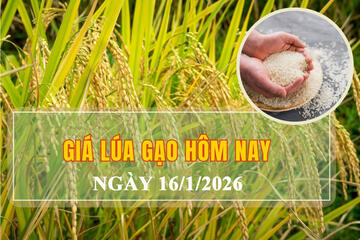 Giá lúa gạo hôm nay ngày 16/1/2026: Phụ phẩm tăng nhẹ