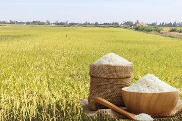 Giá lúa gạo hôm nay ngày 27/1/2026: Thị trường trầm lắng