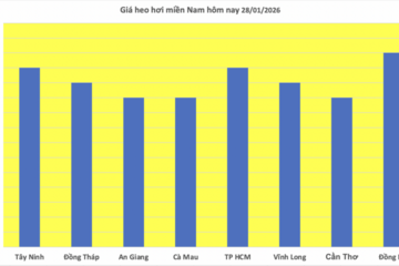Giá heo hơi hôm nay 28/1/2026: Tiếp đà đi lên