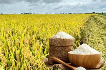 Giá lúa gạo hôm nay ngày 6/2/2026: Cận Tết thị trường giao dịch chậm