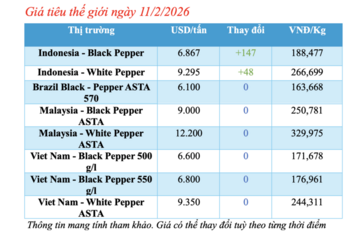 Giá tiêu hôm nay 11/2/2026: Tăng nhẹ 500 đồng/kg