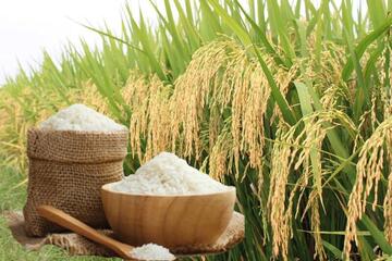 Giá lúa gạo hôm nay ngày 23/2/2026: Gạo xuất khẩu biến động nhẹ