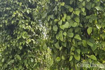 Giá tiêu hôm nay 25/2/2026: Giảm nhiều nơi