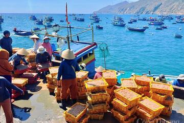 Ngư dân làng chài Gia Lai trúng mùa ruốc, 'bỏ túi' tiền triệu mỗi ngày