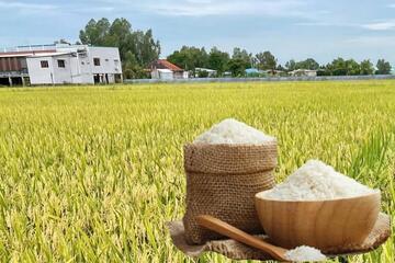 Giá lúa gạo hôm nay ngày 4/3/2026: Gạo xuất khẩu biến động nhẹ