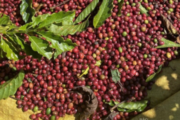 Giá tiêu hôm nay 17/3/2026: Giảm mạnh đến 3.500 đồng/kg