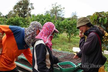 Giá cà phê hôm nay 19/3/2026: Tăng mạnh 1.300 - 1.500 đồng/kg