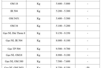 Giá lúa gạo hôm nay ngày 19/3/2026: Gạo xuất khẩu OM 5451 tiếp đà giảm