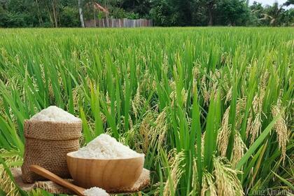 Giá lúa gạo hôm nay ngày 10/6: Gạo nguyên liệu giảm