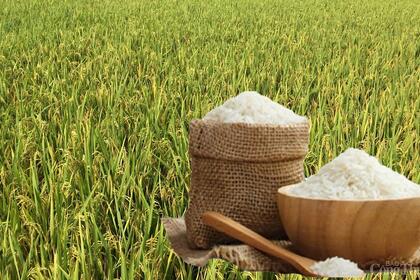 Giá lúa gạo hôm nay ngày 30/6: Gạo bình ổn, lúa tương chững giá