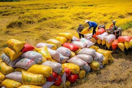 Giá gạo Việt vẫn giữ phong độ doanh nghiệp lạc quan kế hoạch xuất khẩu